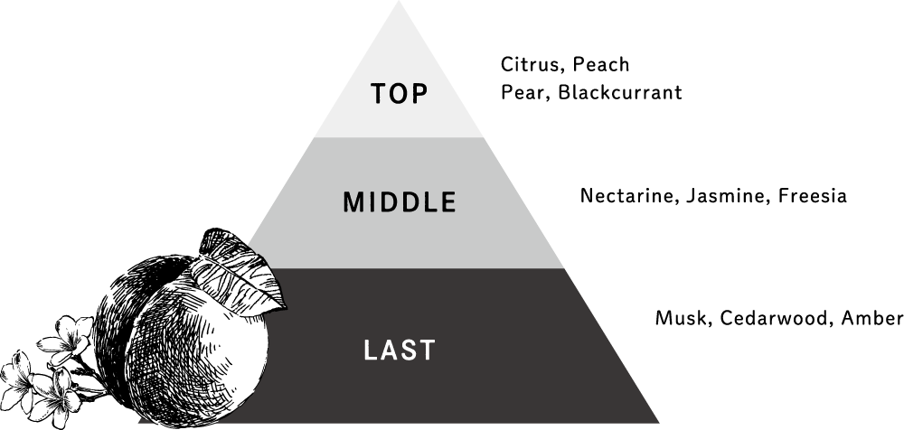 ネクタリンシアーブロッサム香りピラミッド