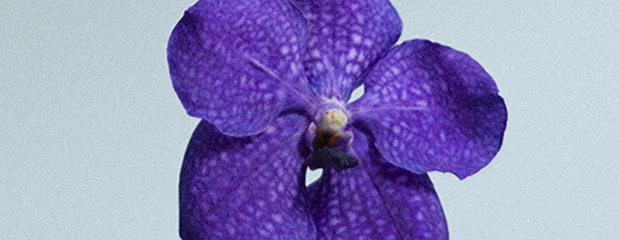 Orchidée
