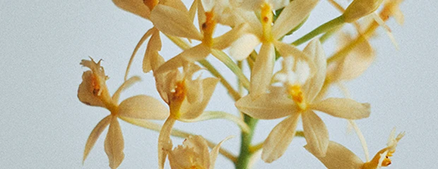 Orchidée