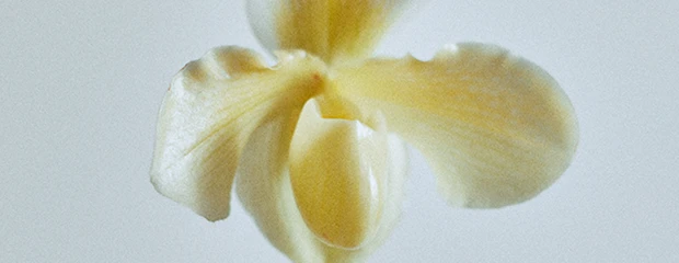 Orchidée