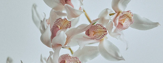 Orchidée