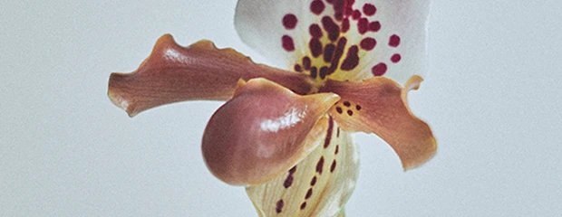 Orchidée