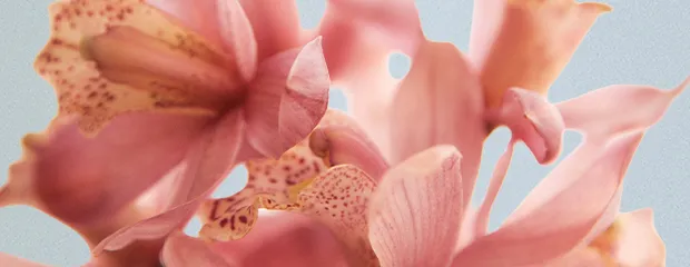 Orchidée